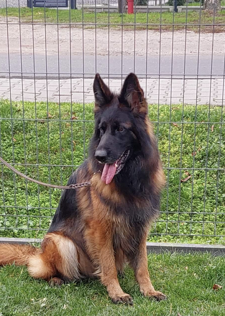 Long haired red german shepherd new releases